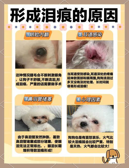 狗狗去泪痕小窍门