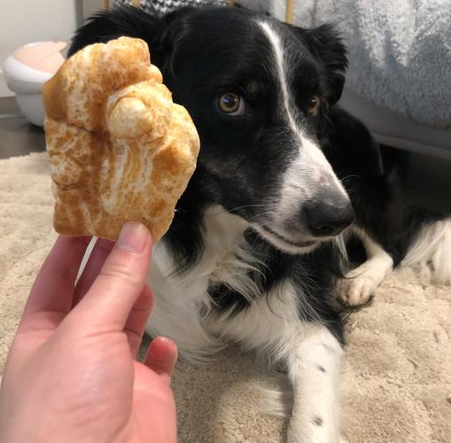 狗狗可以吃泡芙奶油吗