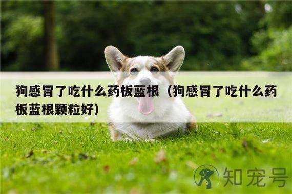 狗狗吃板蓝根会怎么样吗