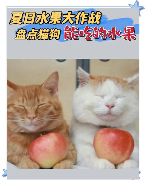 猫咪为什么不能多吃菠萝?