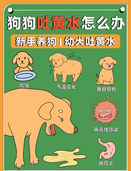 狗狗吐黄水但是精神好怎么办