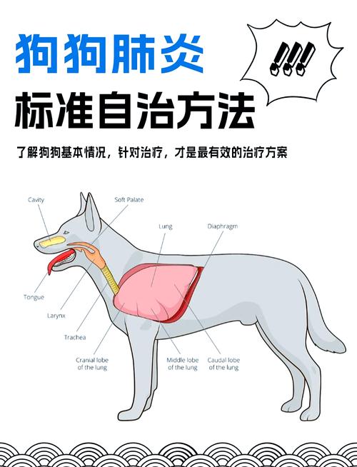 求助!我家博美犬一直咳嗽,喉咙还发出咕咕的声音
