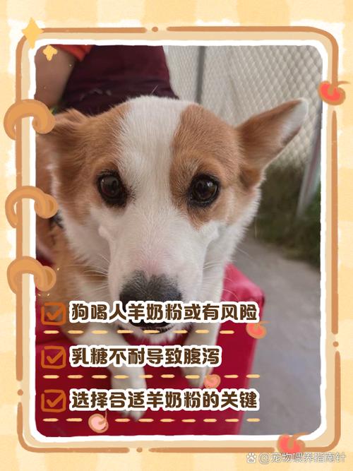 狗狗到家第1天可以吃羊奶粉吗?