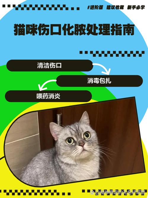 猫咪伤口化脓怎么处理?