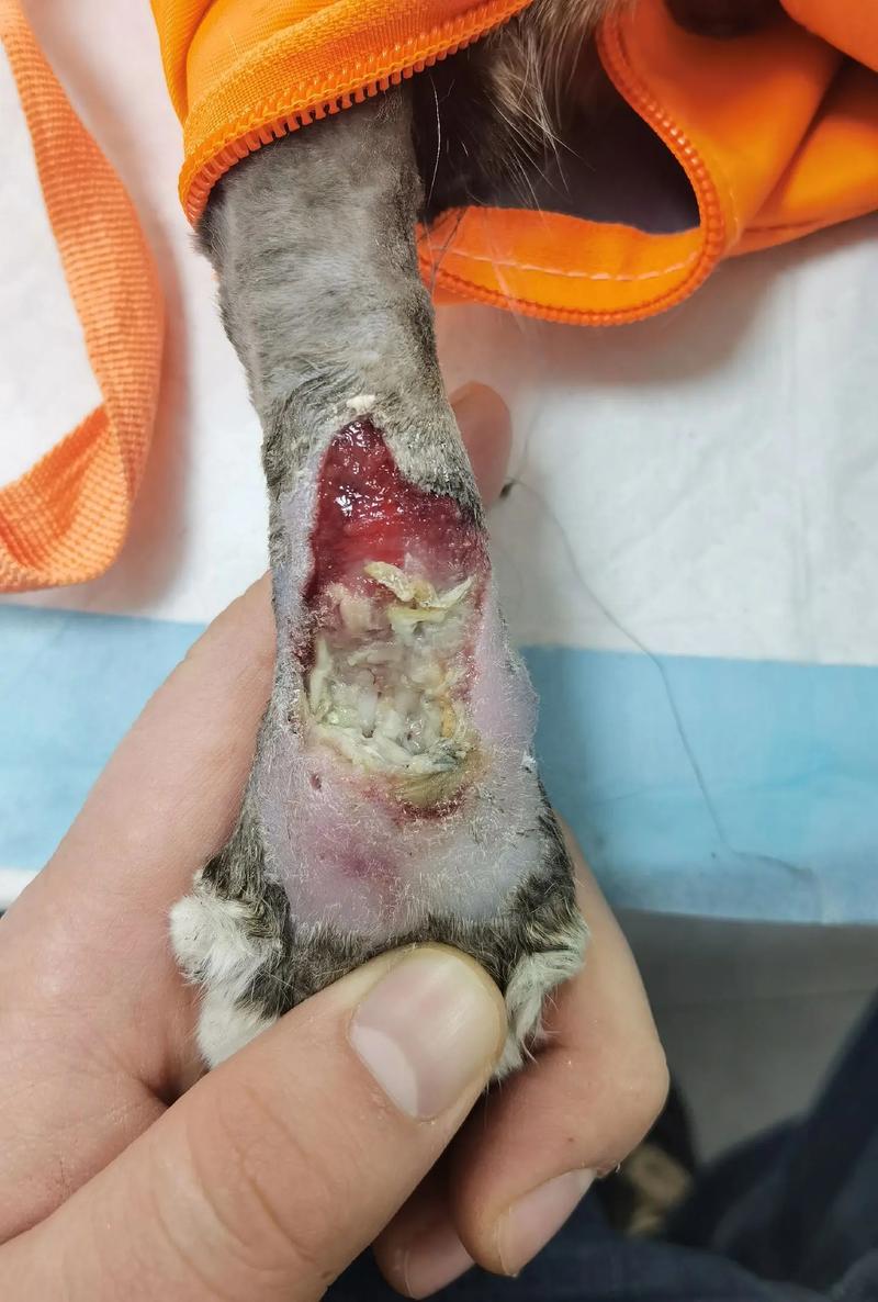 猫咪伤口化脓了会死吗