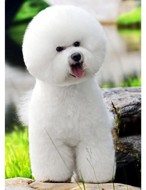 为什么狗狗叫比熊