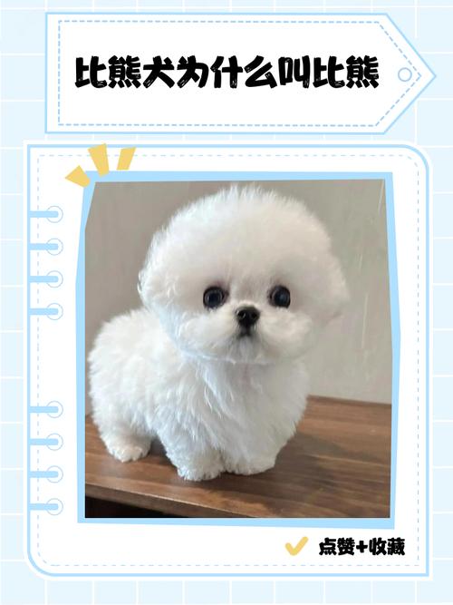 泰迪比熊和贵宾是一个品种吗?