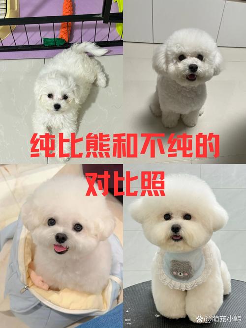 怎么区别泰迪和比熊犬呢?比熊犬和泰迪到底哪一个更好养呢?