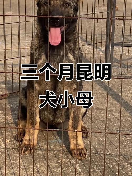 狗狗几个月打疫苗