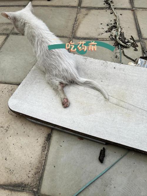 猫后腿脱臼症状