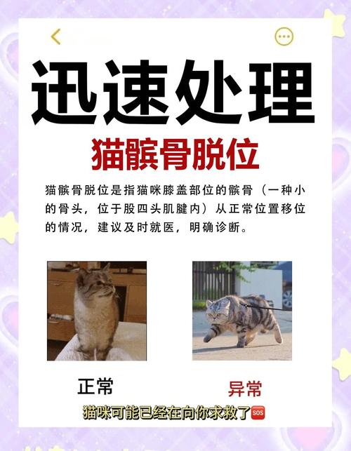 猫腿脱臼和骨折区分