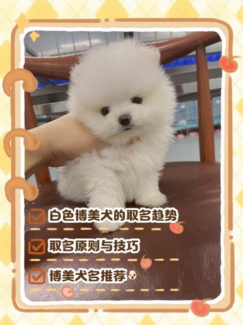 白色狗狗取什么名字好呢??