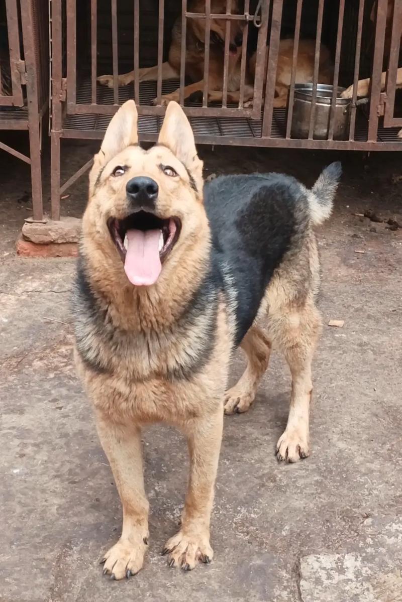 叫狗狗什么名字好听同时会带给它好运?