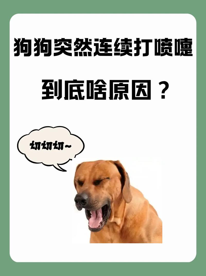 狗狗打喷嚏是什么样子