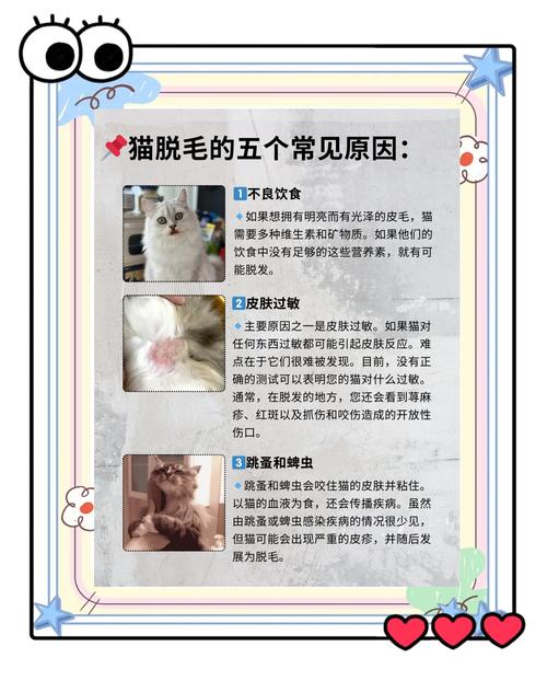猫咪掉毛的5种常见原因以及解决办法