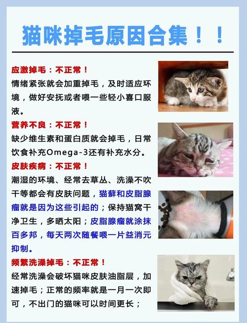 猫咪掉毛严重是什么原因?
