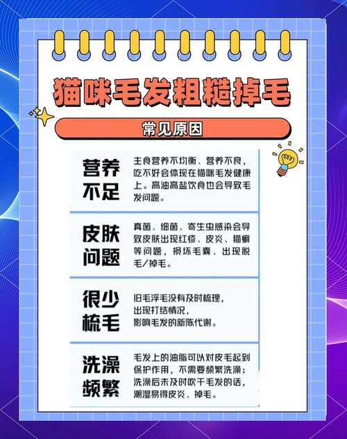 小猫掉毛很严重怎么办