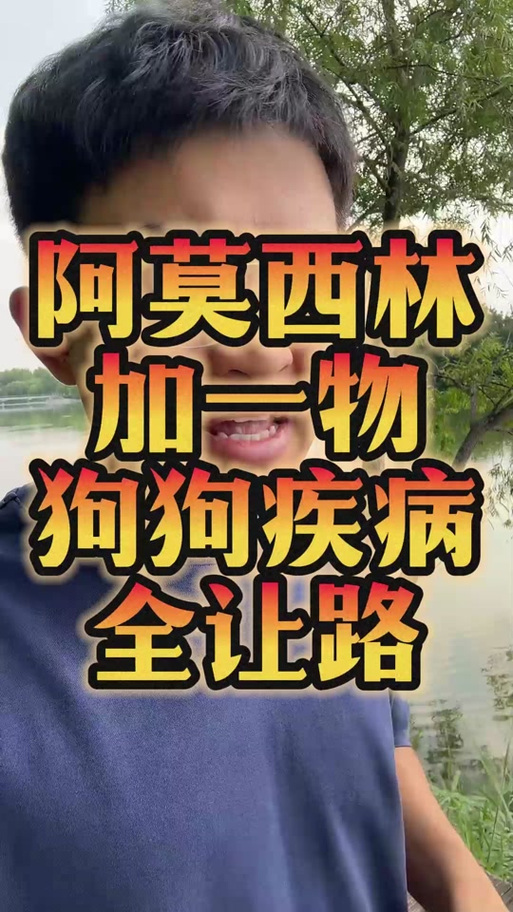 小狗狗吃阿莫西林一次吃多少啊?