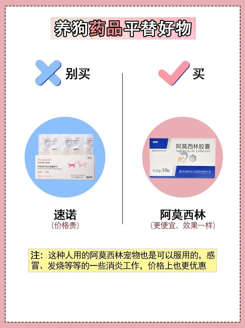 狗狗能吃阿莫西林?这篇文章给你答案
