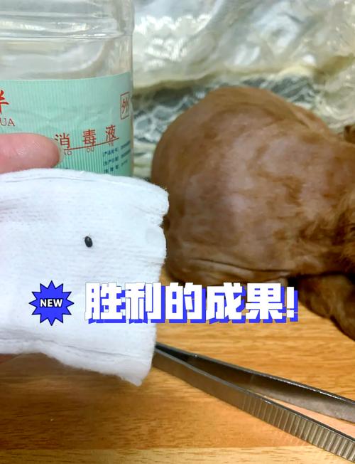 狗狗被蜱虫咬后红肿硬怎么办