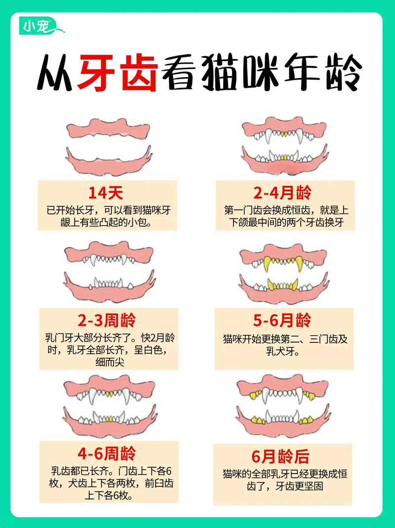 如何根据牙齿判断猫咪的年龄?