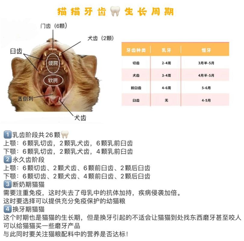 小猫多久长牙齿