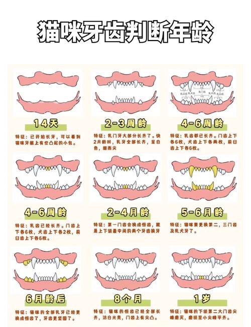 小猫咪要到多大牙齿才能长全呢?