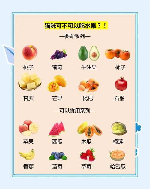 猫咪可以吃的5种水果,个个对猫有益,榴莲排第一