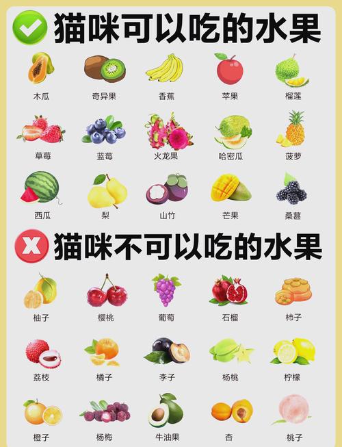 三个月大的猫咪可以吃什么水果