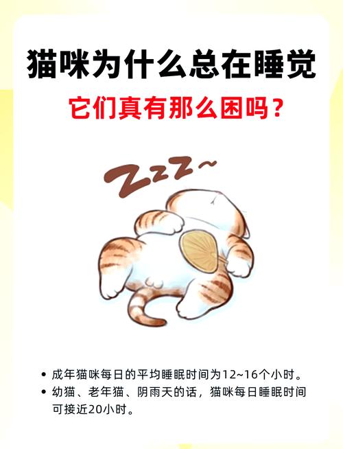 小奶猫一天要睡多久