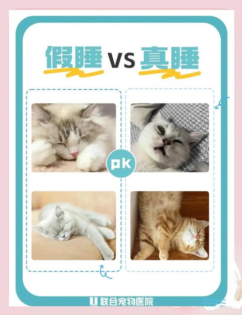 幼猫一天睡多久