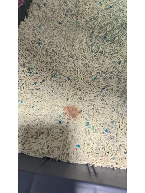 求助,我家猫咪绝育一年,最近经常尿血,是怎么回事