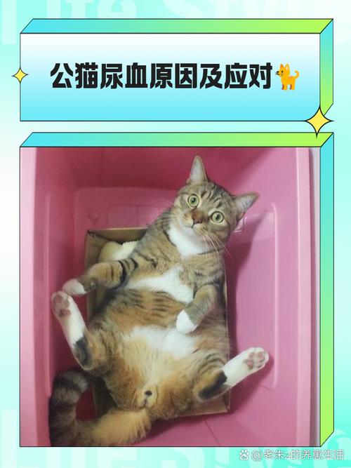 母猫绝育后尿血是怎么回事??