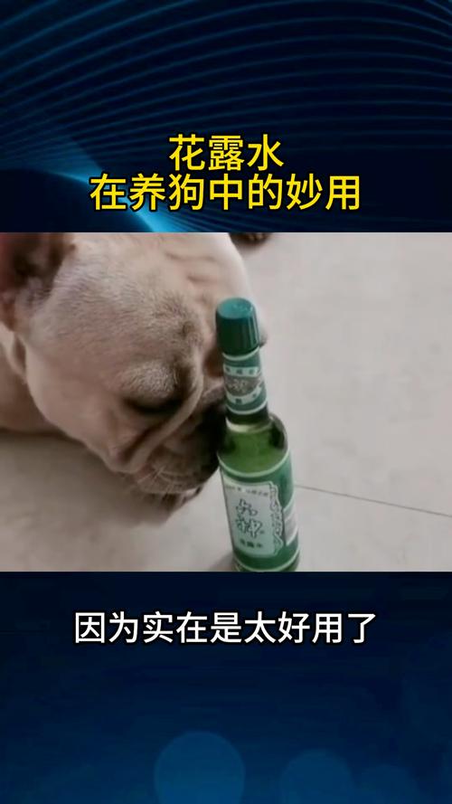 在狗狗身上可以喷花露水吗