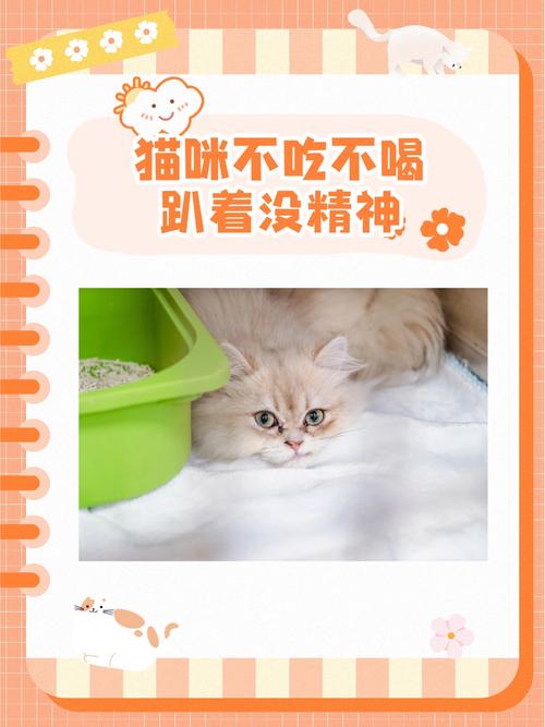 猫咪突然不吃不喝是怎么回事?