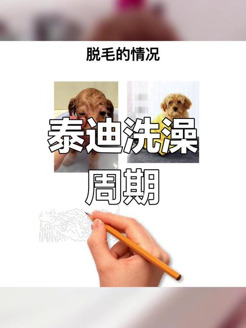 泰迪狗狗多长时间洗一次澡比较好