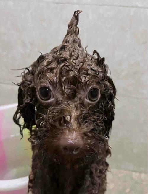 泰迪狗狗3天洗一次澡