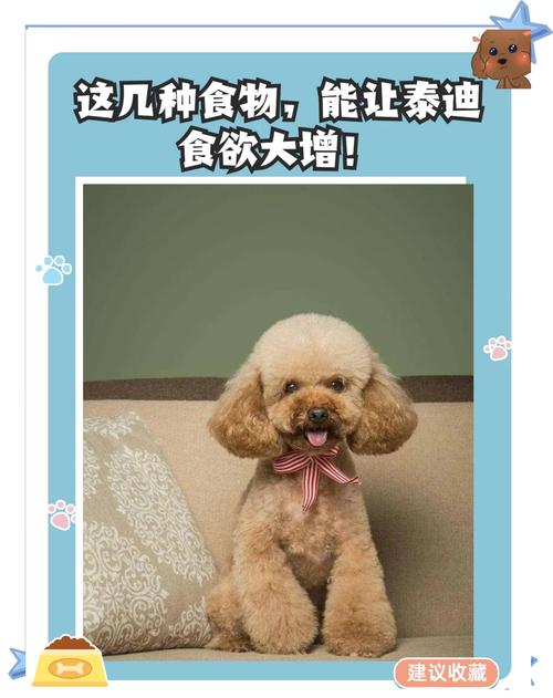泰迪狗狗吃什么可以长肉