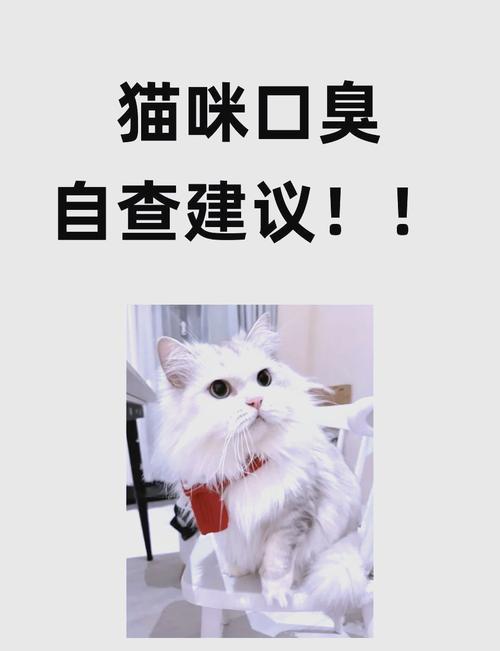 小猫有口臭,原因及处理方法