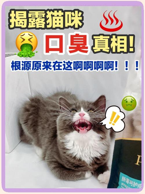 为什么猫咪容易有口臭呢怎么办