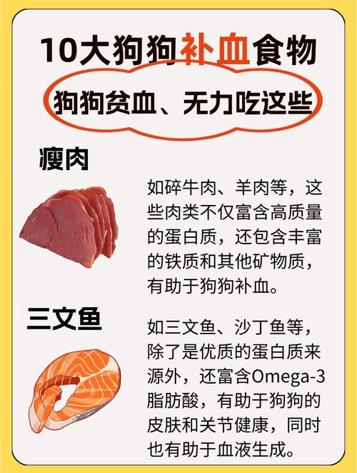 狗狗贫血吃什么补血最快?