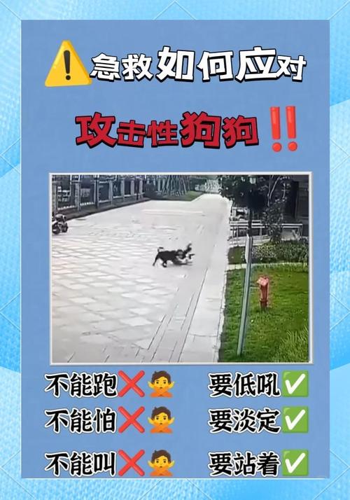 如何改善小狗攻击性强的性格呢?