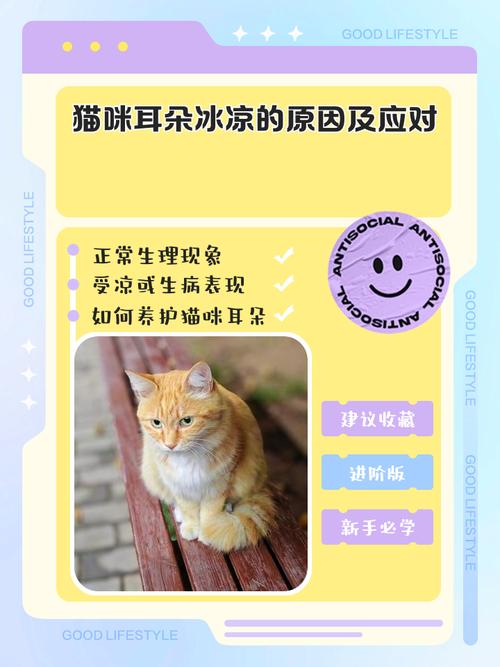 安哥拉猫耳朵冰凉是怎么回事?