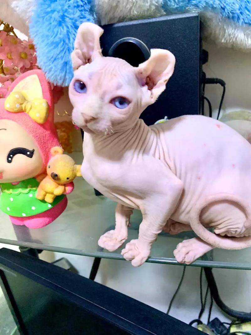 斯芬克斯猫耳朵冰凉是怎么回事?