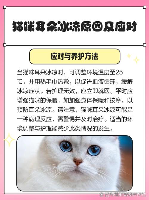 猫咪耳朵摸起来冰凉,怎么处理比较好?