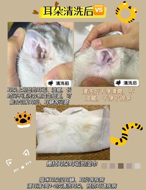 猫不吃东西也不喝水爪子和耳朵发凉趴地上不起来也没有精神?