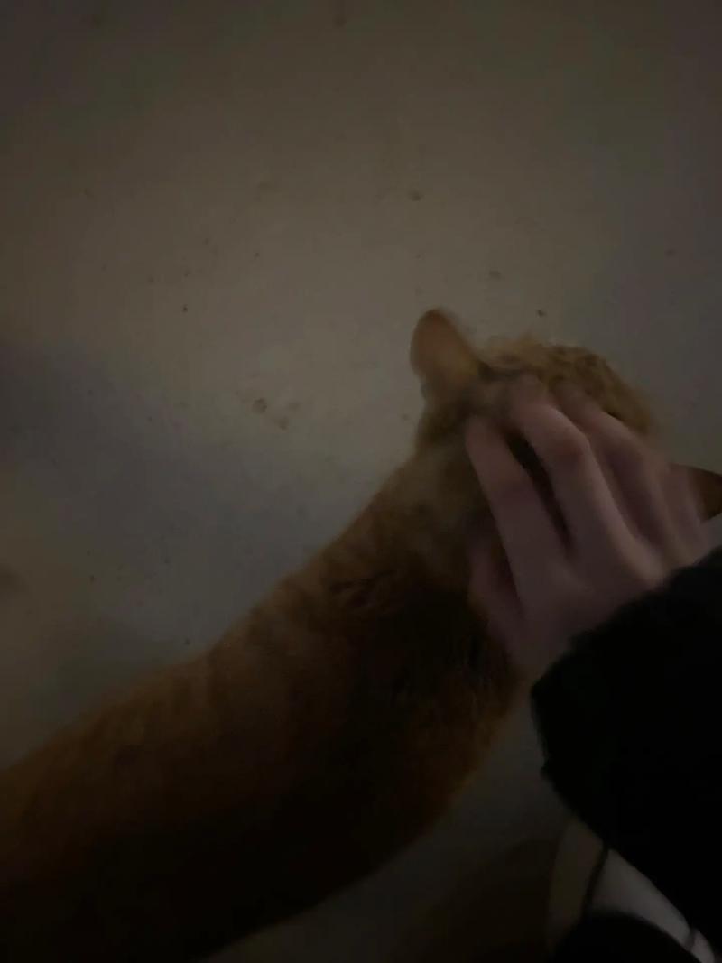 猫咪为什么不喜欢人摸它的头?