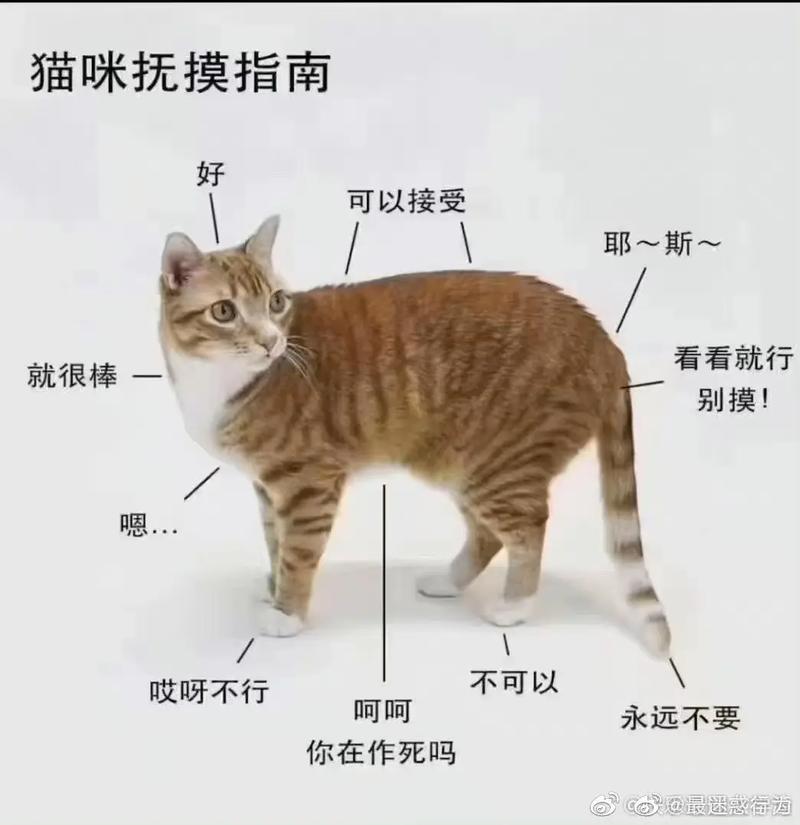 我家猫咪是否不喜欢我碰他的后腿啊,每次我摸它的时候,碰到它后腿那...