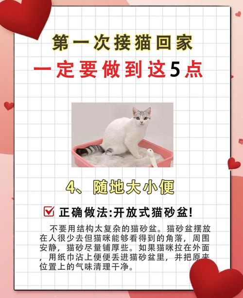 猫胆子特别小怎么训练