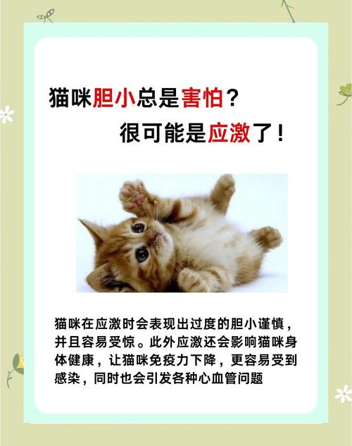 暹罗猫性格很胆小怎么办?